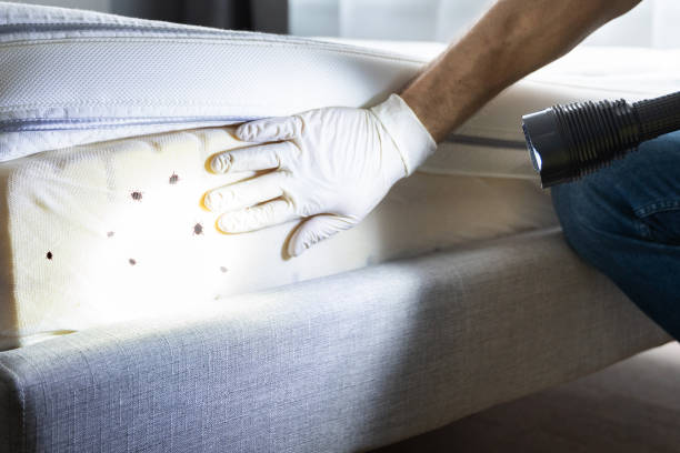 Best Pest Removal Services  in Iowa City, IA